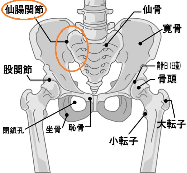 仙腸関節が全ての痛みの根本原因