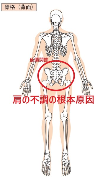 骨盤にある仙腸関節が肩の不調の根本原因